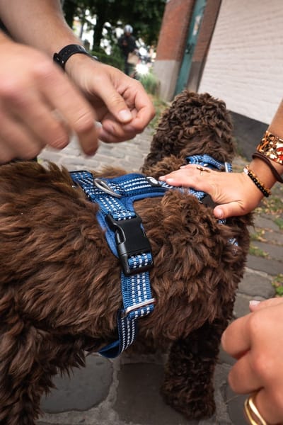 Cavlicious® Sport hondentuig - Y-tuig - honden tuigje - harnas hond - anti-trek - anti-ontsnappingsharnas - blauw - M