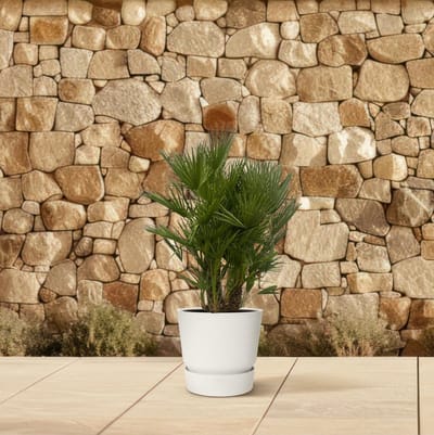Chamaerops Humilis multi stam - 160 - 180 cm - Ø45cm