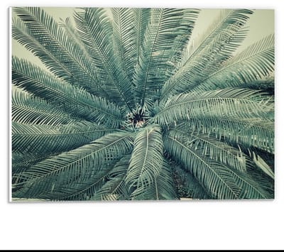 Forex - Groene Varens - 40x30cm Foto op Forex