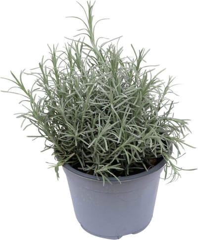 Kerrieplant in Pot – Helichrysum Italicum – 2 Stuks – Duurzaam Geteeld – Geurige Kruidenplant – Curry Plant – Voor Tuin, Balkon en Terras