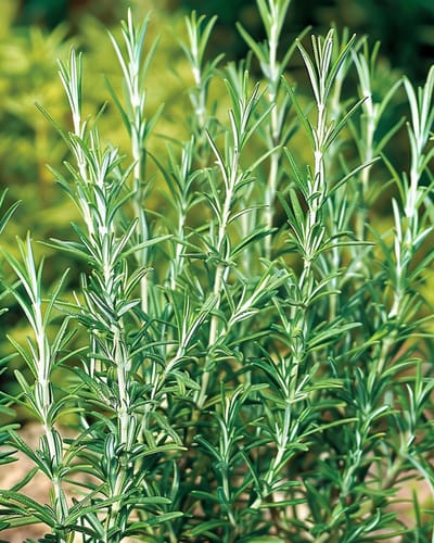 Rozemarijn Zaden Rosmarinus Officinalis Vaste Plant