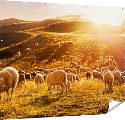 Gards Tuinposter Schapen in de Heuvels bij Zonsondergang - 150x120 cm - Tuindoek - Tuindecoratie - Wanddecoratie buiten - Tuinschilderij