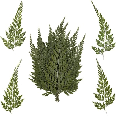 12 Stuks Gedroogde Bloemen en Natuurlijke Varens voor DIY Ambachten, Sieraden, Kaarsen en Decoratie