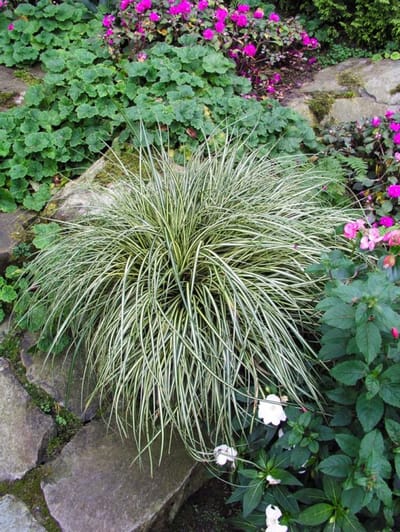 Plantes de jardin - Un ensemble 1 - Carex morrowii 'Variegata' - (2L)