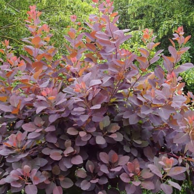 Cotinus dummeri 'Grace' 40-60cm - Pruikenboom, spectaculaire struik met roodpaars blad en prachtige herfstkleuren
