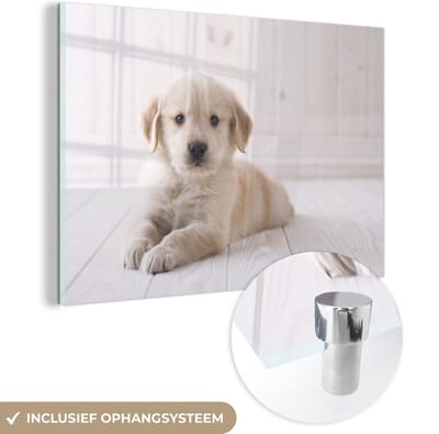 ® Glasschilderij 180x120 cm - Schilderij acrylglas - Witte Golden Retriever puppy - Foto op glas - Muurdecoratie woonkamer - Wanddecoratie slaapkamer - Schilderijen