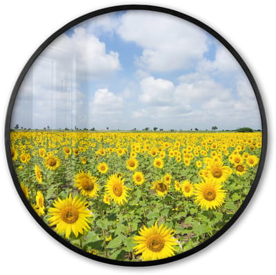 Poster in lijst Rond - Fotolijst 60x60 cm - Posters - Zonnebloemen - Bloemen - Wolken - Natuur - Geel - Landschap - Ronde posterlijst zwart - Decoratie - Wanddecoratie woonkamer - Muurdecoratie slaapkamer