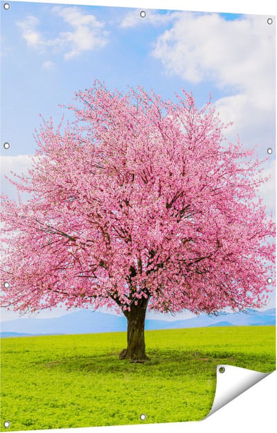 Gards Tuinposter Roze Sakura Bloesem Boom in het Groene Veld - 90x120 cm - Tuindoek - Tuindecoratie - Wanddecoratie buiten - Tuinschilderij