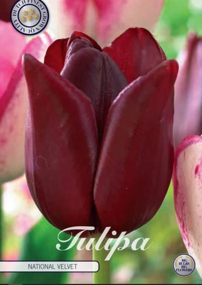 Dutch Finest Quality bloembollen - Tulpen Tulp Triumph National Velvet x7 12/+s