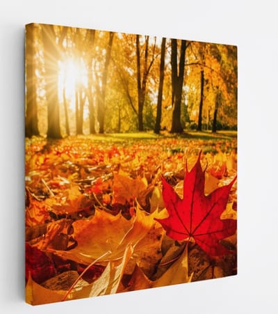 Saammp Canvas Schilderij - Rood Herfst Blad - Natuur - Bloemen - 20x20 - Foto op canvas - Wanddecoratie - Muurdecoratie Woonkamer - Slaapkamer decoratie - Canvas Print