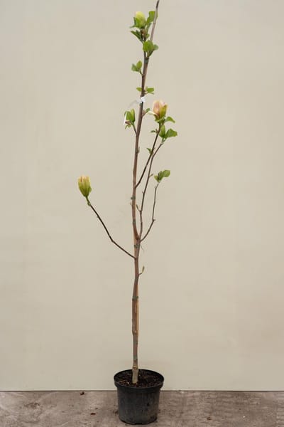 Jonge Beverboom | Magnolia 'Sunsation' | 60-80cm hoogte