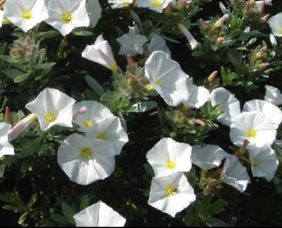 Convolvulus cneorum - Zilverwinde 25- 30 cm in pot