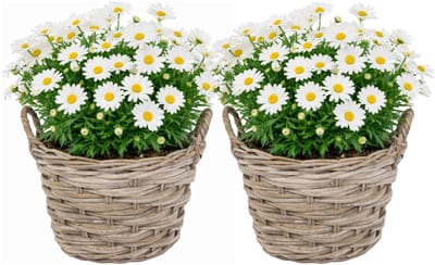 Mega Collections plantenmand Heeg - 2x - rotan - D30 x H23 cm - lichtbruin/grijs - met handvaten