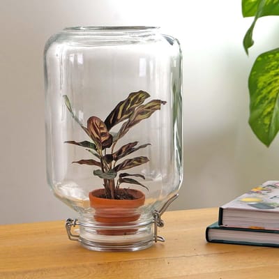 Planten terrarium - Easyplant - Calathea Mokayana - ↑ 28 cm - Ecosysteem plant - Kamerplanten - Mini ecosysteem