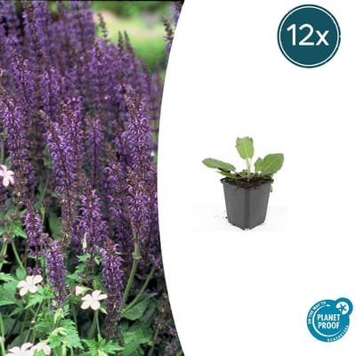 Tuinplantenshop.com | Salvia nem. 'Mainacht' | 12 stuks - Ø9cm - 10-25cm hoog - Tuinplant