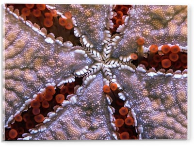 Acrylglas - Bloemvormig Koraal - 40x30cm Foto op Acrylglas (Wanddecoratie op Acrylglas)