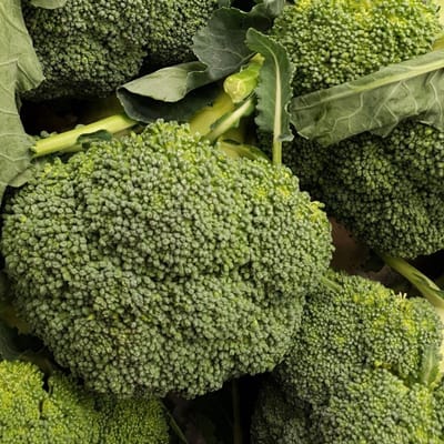 Sluis Garden - Broccoli Calabrese Natalino BIO