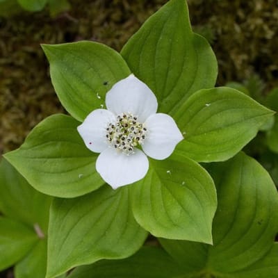 24 x Kornoelje - Cornus canadensis Pot 9x9cm, voor 3m² : Een blik op de Kornoelje en zijn charmante bodembedekker.