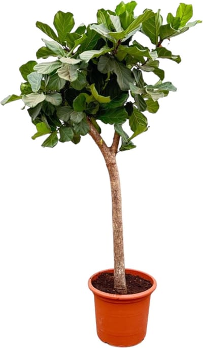 Trendyplants - Ficus Lyrata boom - Tabaksplant - Kamerplant - Hoogte 220-240 cm - Potmaat Ø42cm