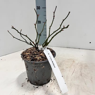 Rosa (H) 'Ivory Meidiland' ® - Roos | 10-15 cm in pot