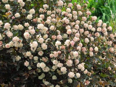 Plants Online - Tuinplanten - Heesters - Set van 1 - Physocarpus opulifolius Summer Wine - 5 liter pot - Plant 50-60 cm