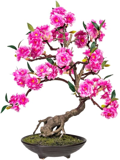 Kopu Bonsai Cerasum - Roze - Circa 50 cm - In Een Bruine Cementen Pot