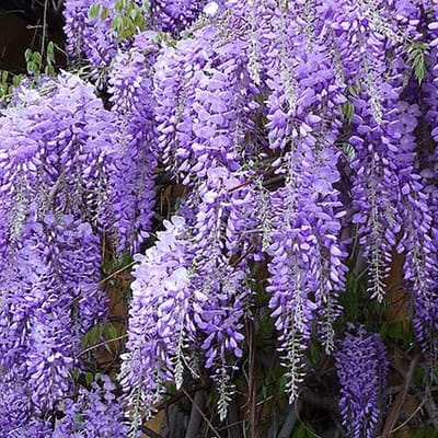 1 x Wisteria sinensis 'Prolific' - Blauwe Regen 80-100cm in pot - een adembenemend mooie klimplant