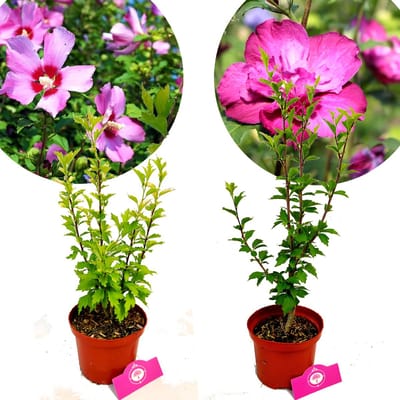 Set van 2 Hibiscus- 1 'Maike', 1 'Sanchoyo' - Hoogte 40cm - 2 Liter pot - Althaeastruik - Mix A