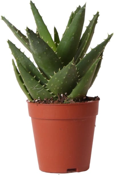 Kolibri Greens | Groene plant - Succulent Aloë Brevifolia - potmaat Ø9cm - groene kamerplant - vers van de kweker -