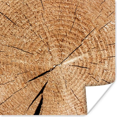 Poster Boomstam - Jaarringen - Hout - 100x100 cm XXL