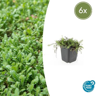 Tuinplantenshop.com | Leptinella squalida | 6 stuks - Ø9cm - 10-25cm hoog - Tuinplant