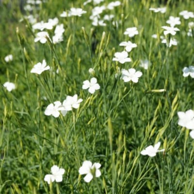 Witte steenanjers (Dianthus deltoides Alba) - Witte Steenanjer - Dianthus deltoides Albiflora - Bodembedekkers - Geurend