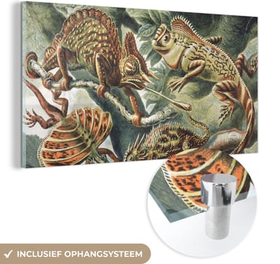 MuchoWow® Glasschilderij 40x20 cm - Schilderij acrylglas - Vintage - Kunst - Ernst Haeckel - Salamanders - Dieren - Foto op glas - Schilderijen