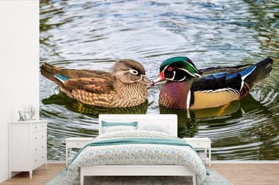 Behang - Fotobehang Eend - Vogels - Water - Veren - Dieren - Breedte 420 cm x hoogte 280 cm
