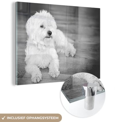 ® Glasschilderij 160x120 cm - Schilderij acrylglas - Zwart witte afbeelding van een Maltezer - Foto op glas - Muurdecoratie woonkamer - Wanddecoratie slaapkamer - Schilderijen
