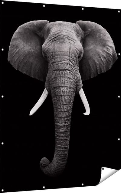 Gards Tuinposter Olifantenkop - Olifant - Zwart Wit - 120x160 cm - Tuindoek - Tuindecoratie - Wanddecoratie buiten - Tuinschilderij