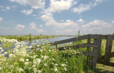 Fotobehang Langweer Friesland hek in weiland 450 x 260 cm - € 295,--