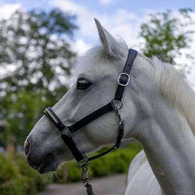 Halster voor paarden Canter Mylord