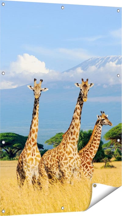Gards Tuinposter Drie Giraffes in de Savanne - 80x120 cm - Tuindoek - Tuindecoratie - Wanddecoratie buiten - Tuinschilderij