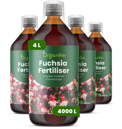 Vloeibare Meststof Voor Fuchsia 4X1 L Voor 4000 L - Npk 2-1-8 - Uitbundige Bloei - Verbetert Bloemgrootte - Kleurintensiteit - Sterke Bloemblaadjes - Versterkt Wortelactiviteit - Vochtregulatie - Doorbloei - Organifer