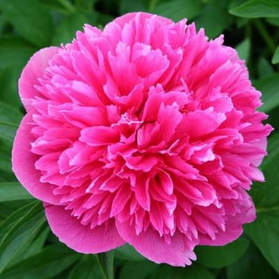 3 x Paeonia Officinalis 'Rosea Plena ' - Tuinpioen pot 9x9cm
