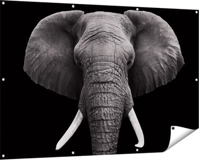 Gards Tuinposter Olifantenkop - Olifant - Zwart Wit - 150x100 cm - Tuindoek - Tuindecoratie - Wanddecoratie buiten - Tuinschilderij