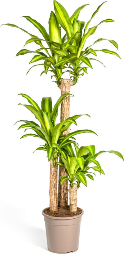 Plantenboetiek.nl | Dracaena Fragrans Massangeana - Ø24cm - 130-150cm hoog - Kamerplant - Groenblijvend