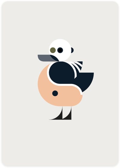 Eendje - 4x leuke wenskaarten - kaarten om te versturen - kaartenset - kaart met Stellers Eider - vier kaarten met watervogels