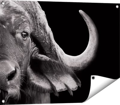 Gards Tuinposter Buffel - Buffelkop - Zwart Wit - 80x60 cm - Tuindoek - Tuindecoratie - Wanddecoratie buiten - Tuinschilderij