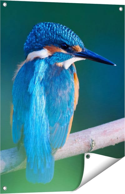 Gards Tuinposter Blauwe IJsvogel op een Tak - 60x80 cm - Tuindoek - Tuindecoratie - Wanddecoratie buiten - Tuinschilderij