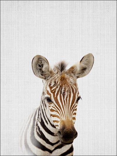 Ychee - Canvas Poster - Baby Kamer - Kinder Kamer - Slaap Kamer - Dieren - Decoratie - Art - Geen fotolijst/frame inbegrepen - 30x40cm - Zebra