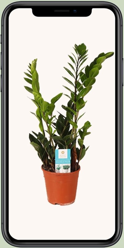 Plantenboetiek.nl | Zamioculcas Zamiifolia - Ø14cm - 35-45cm hoog - Kamerplant - Groenblijvend