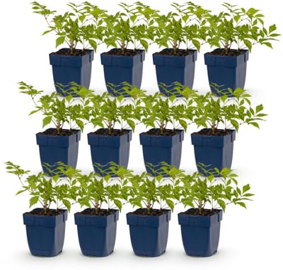 Green boutiQ - Vasteplant - Astilbe (J) Deutschland - Pluimspirea - Schaduw - Wit - 12 Planten - Pot 11cm - Hoogte 15-25cm