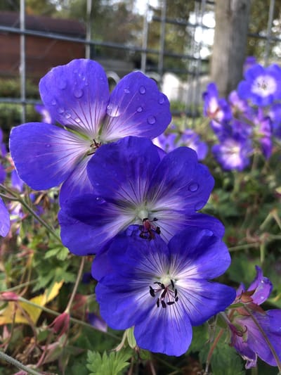 6 x Geranium 'Rozanne' - Ooievaarsbek - P9 Pot (9 x 9cm) - Dima Vaste Planten